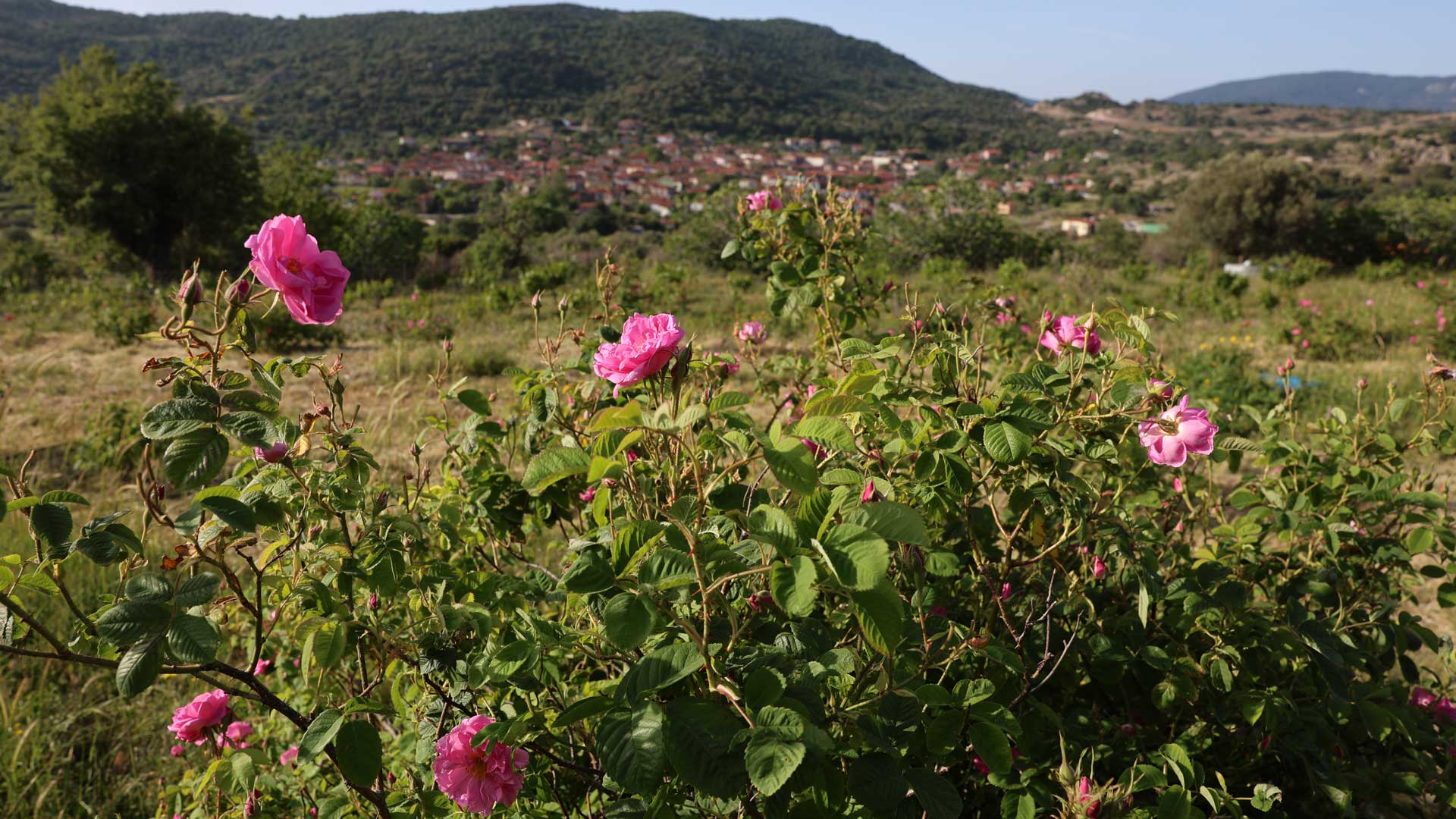 Filia Rose: Ένα ταξίδι επιστροφής με άρωμα ρόδου και διεθνείς διακρίσεις